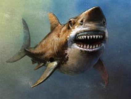 Shark, nature illustration by Walter Stuart.